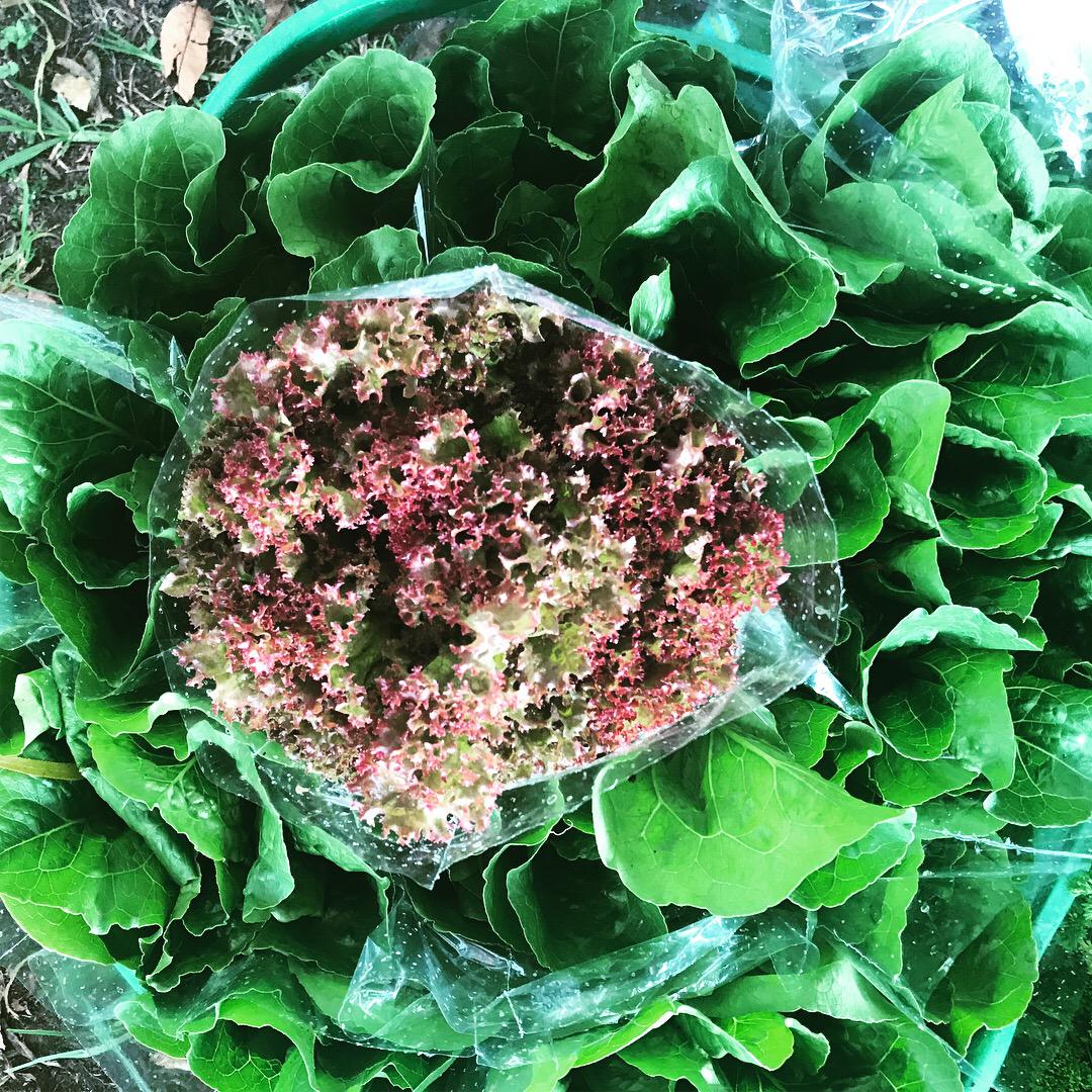 Lechuga Crespa Morada