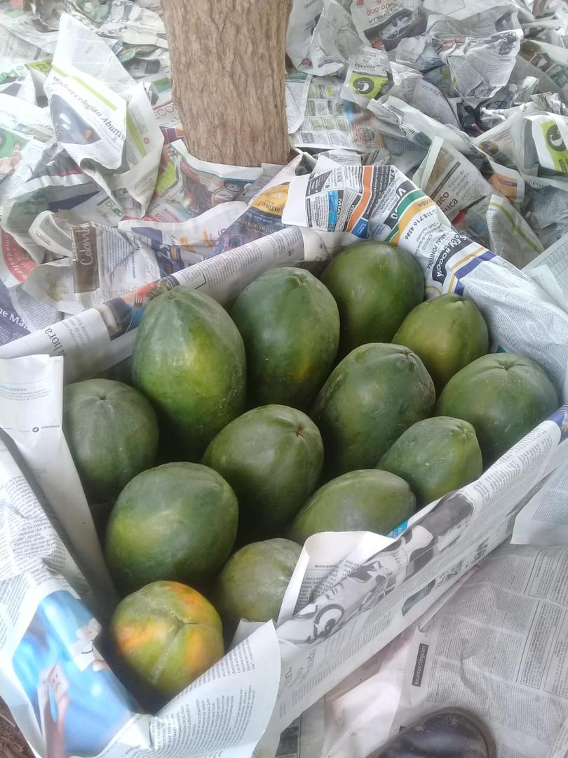 Papaya Maradol