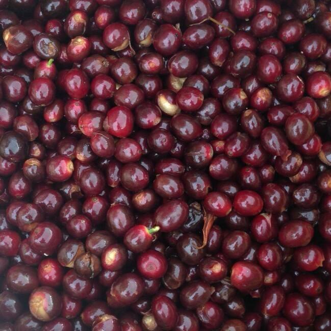 Cafe Gourmet E Institucional