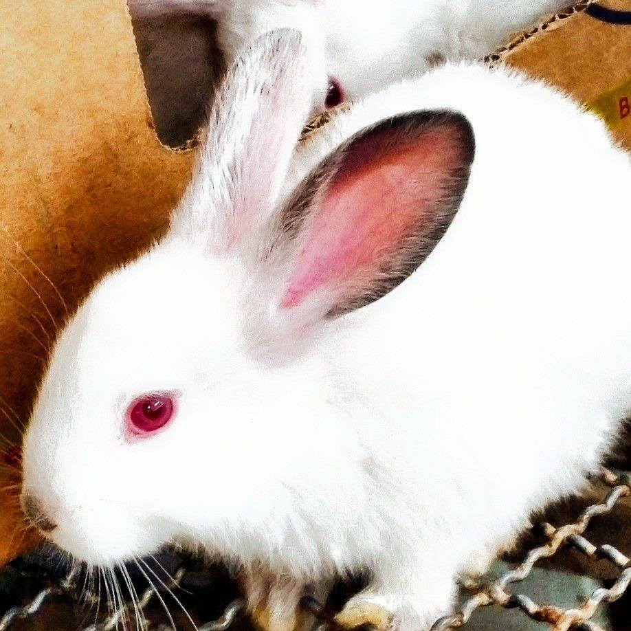 Conejos