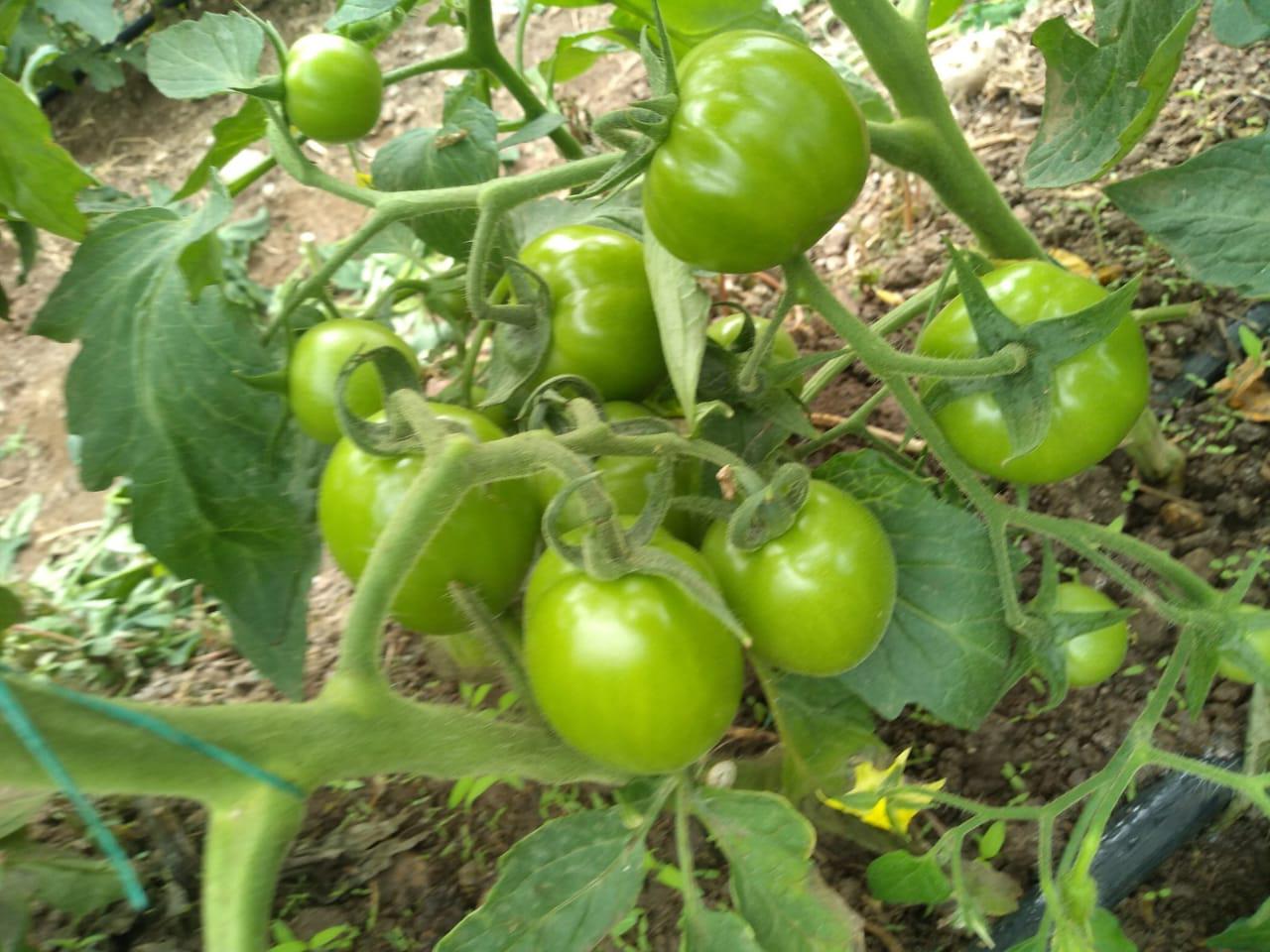Tomate Chonto De Invernadero