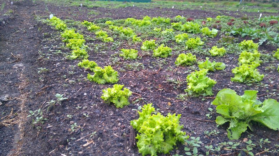 Lechuga Verde Crespa