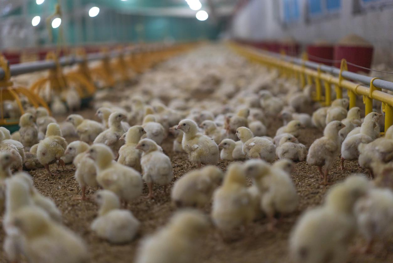 Pollos De Encuadora