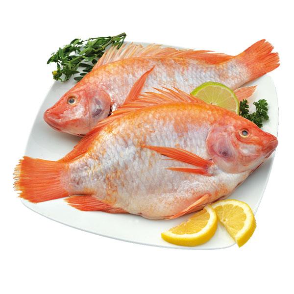 Mojarra Roja