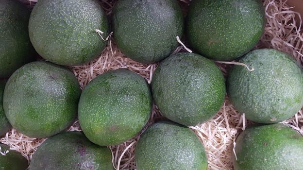 Aguacate Reed