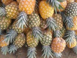 Pina Oro Miel