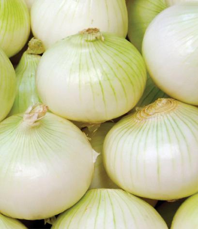 Cebolla Cabezona