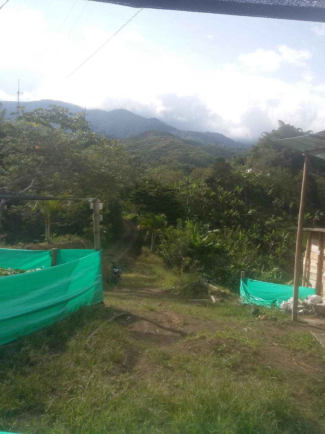 Cachama