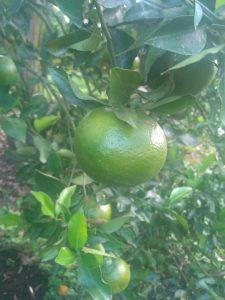 Mandarina