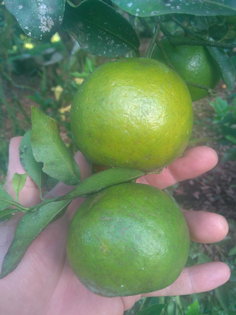 Mandarina
