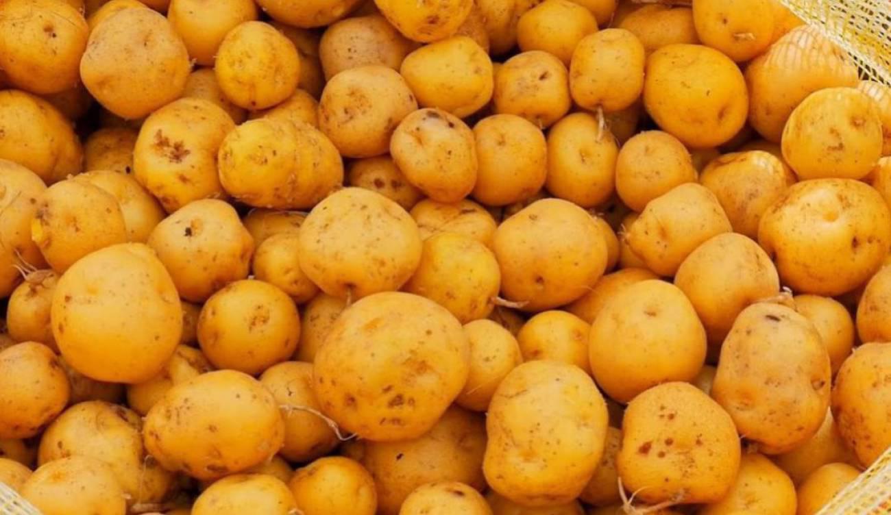 Papa Criollas