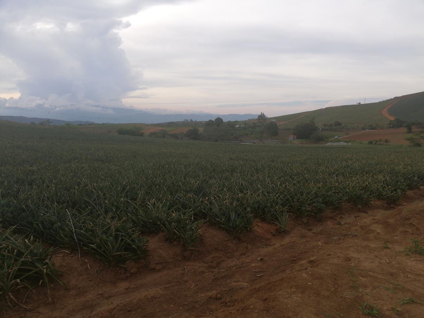 Pina Oro Miel