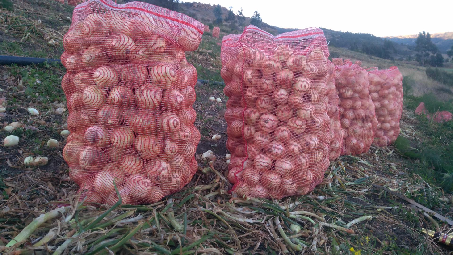Cebolla Cabezona