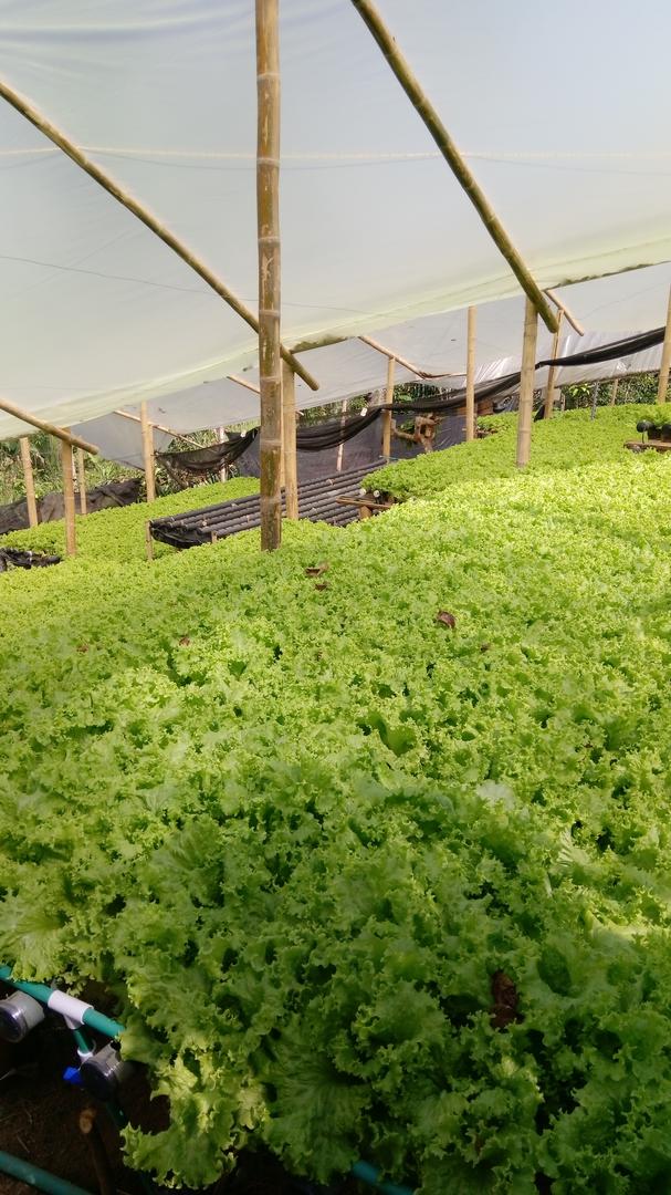Lechuga Hidroponica
