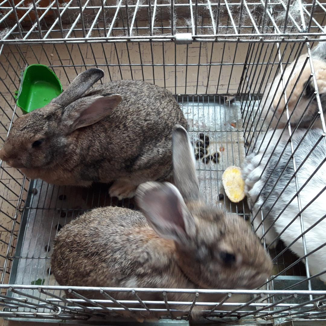 Conejo