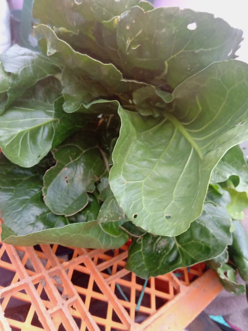 Hortalizas Frescas Y 100 Organicas