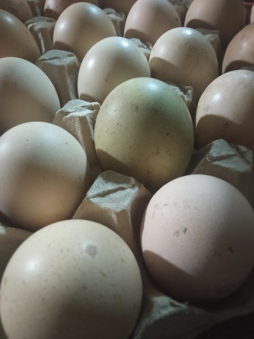 Huevos Criollos 100 Organicos