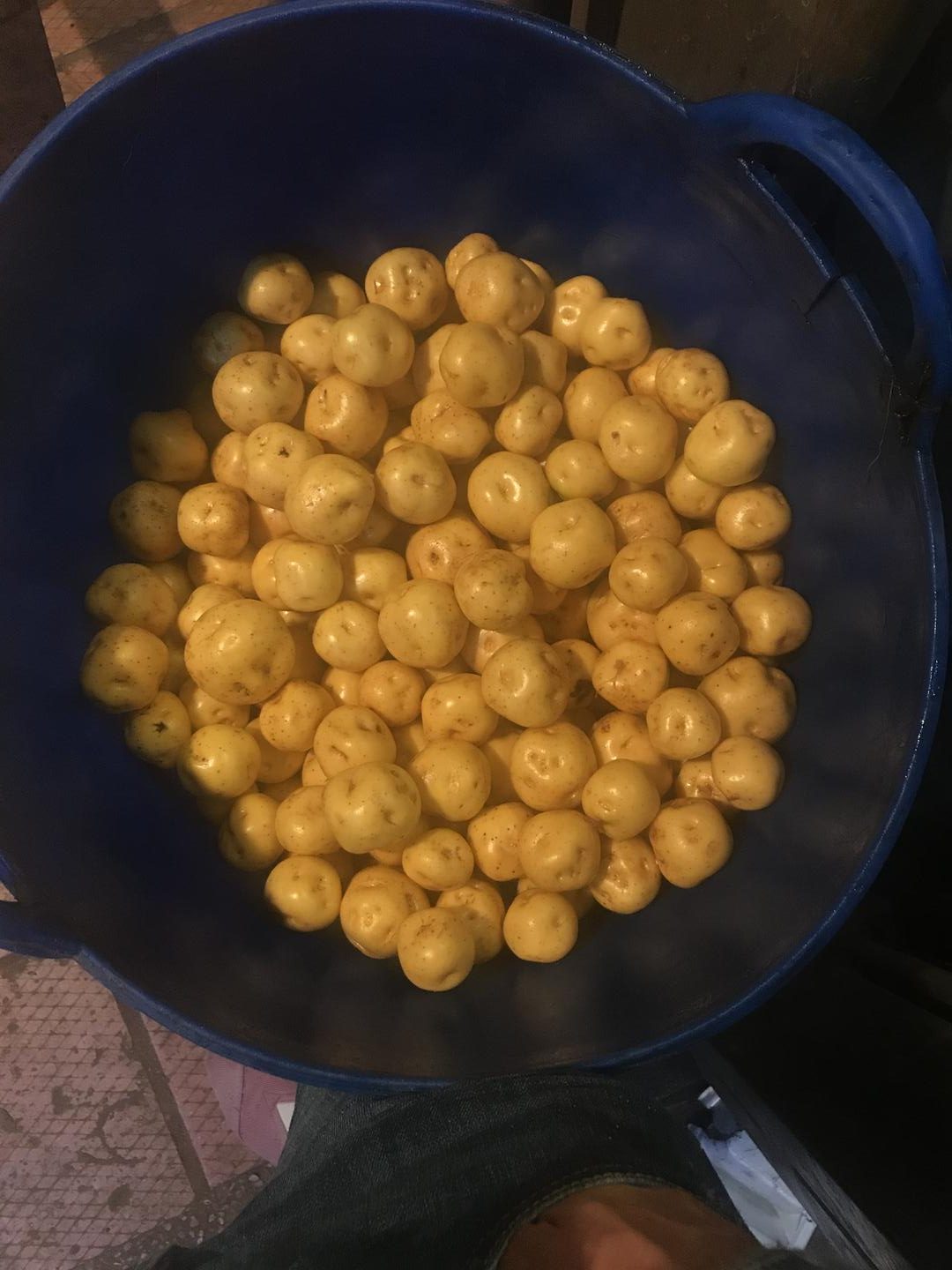 Papa Criolla