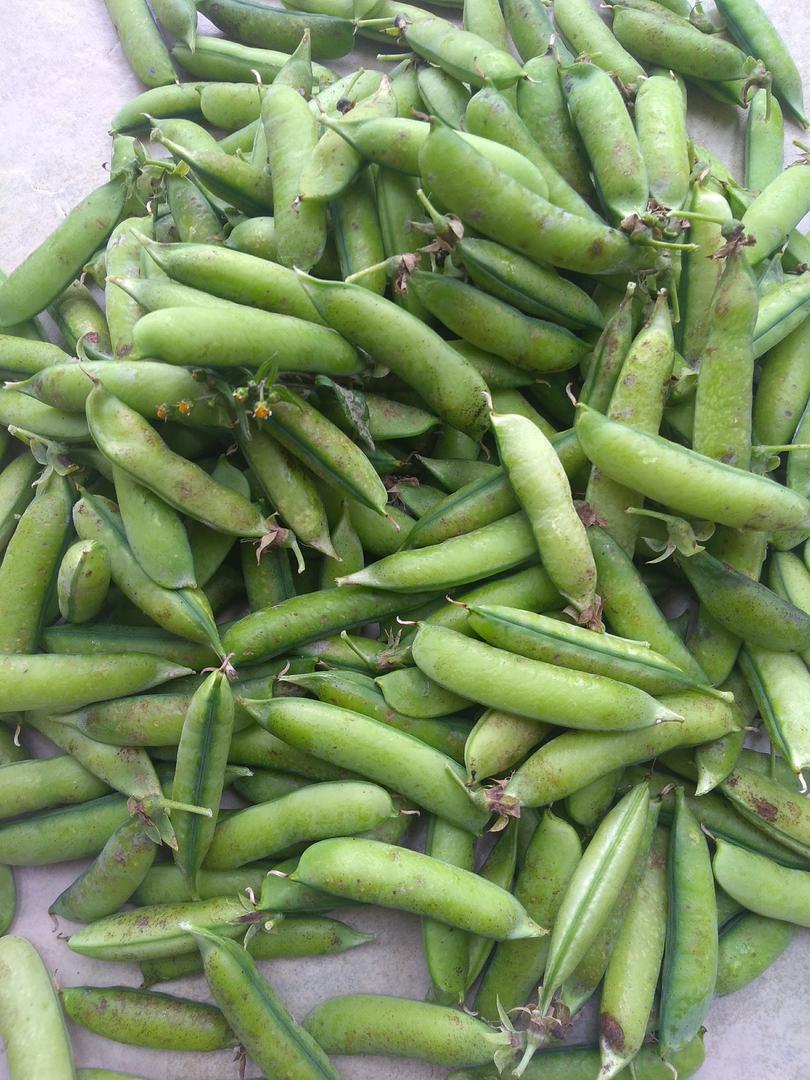 Arveja Verde En Cascara