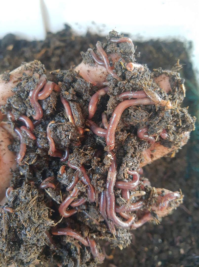 Lombrices Lombriz Roja Californiana Para Empezar