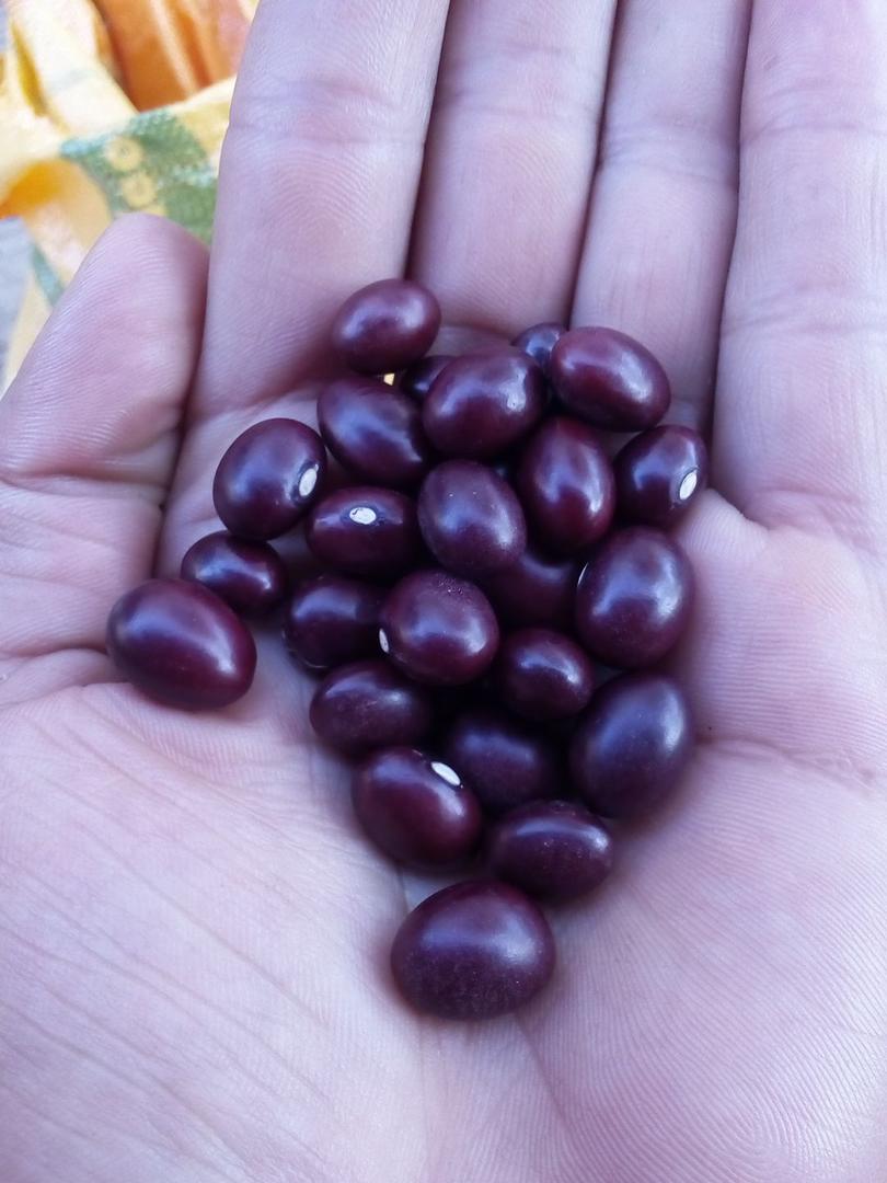 Frijol Bolo Rojo