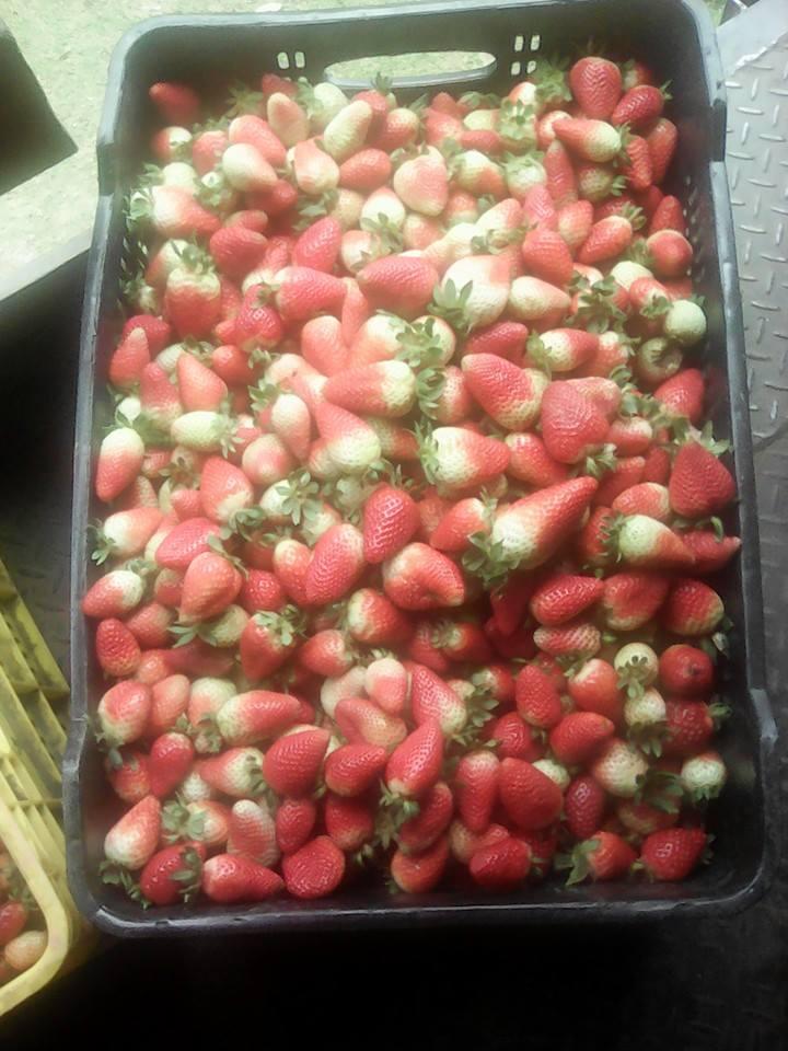 Fresa