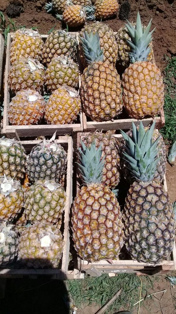 Pina Perolera Y Pina Gold Oro Miel