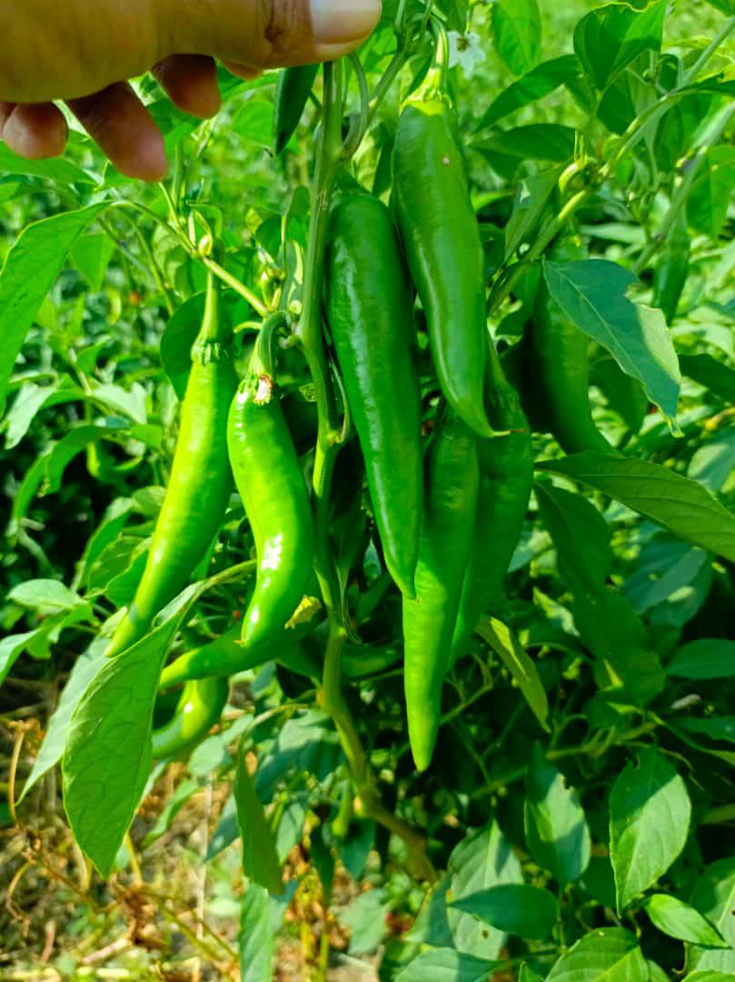 Aji Cayena