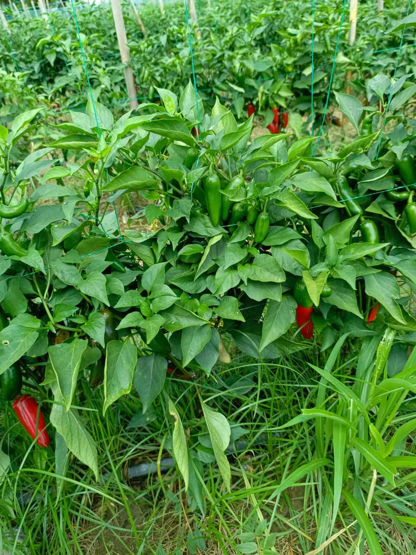 Aji Jalapeno