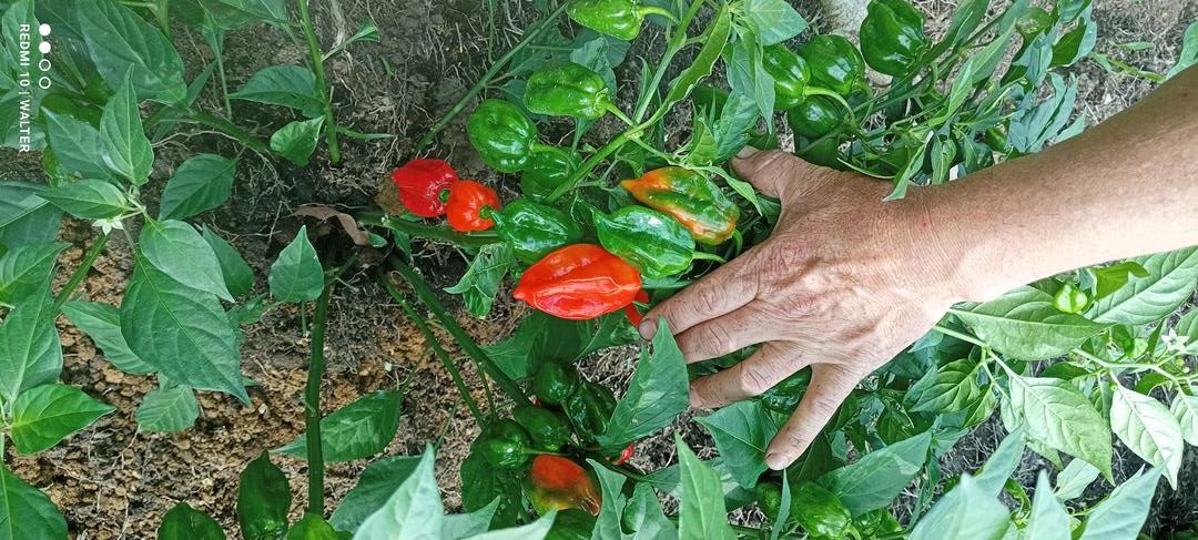 Aji Habanero