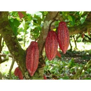 Cacao En Grano