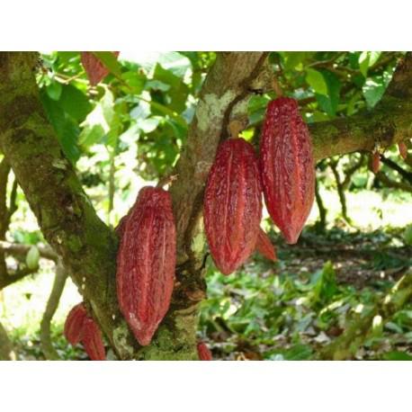 Cacao En Grano