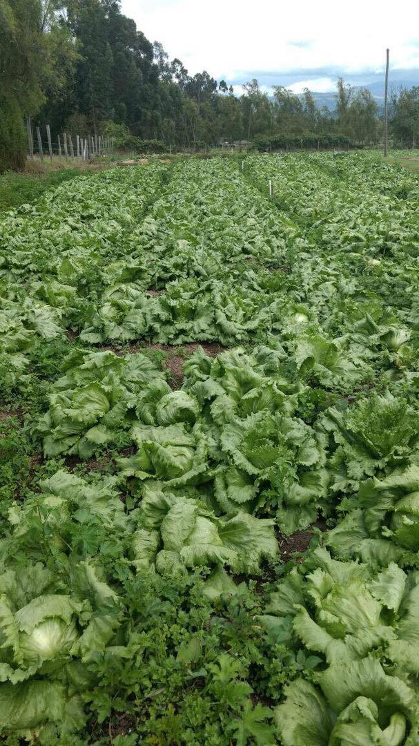 Lechuga
