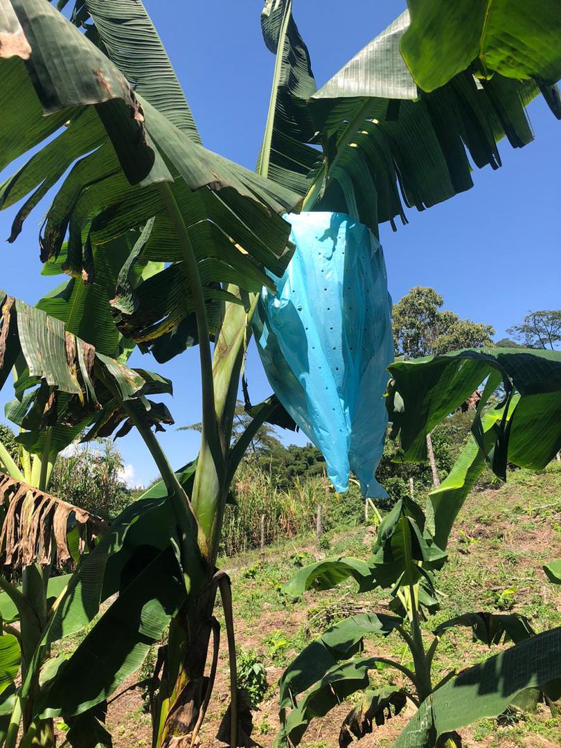 Platano