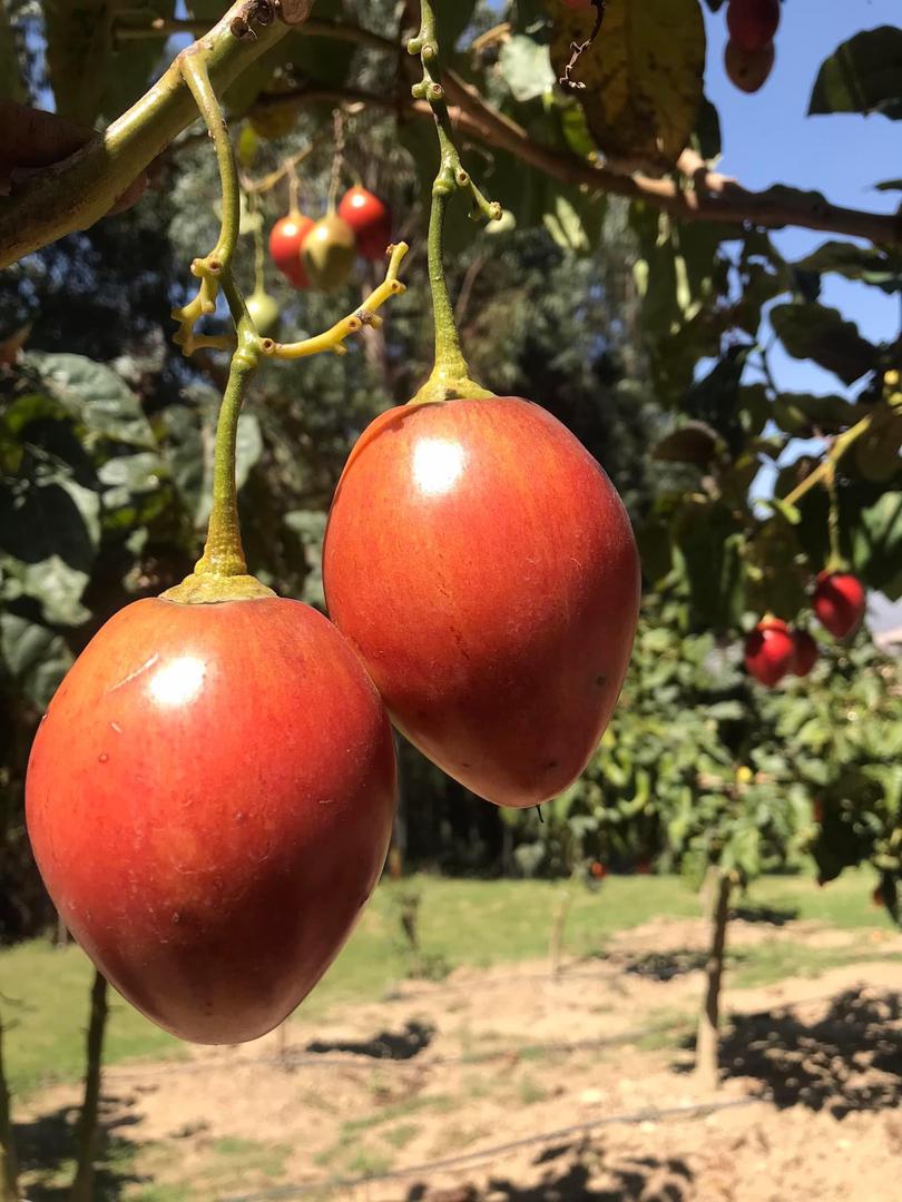 Tomate De Arbol De Excelente Calidad