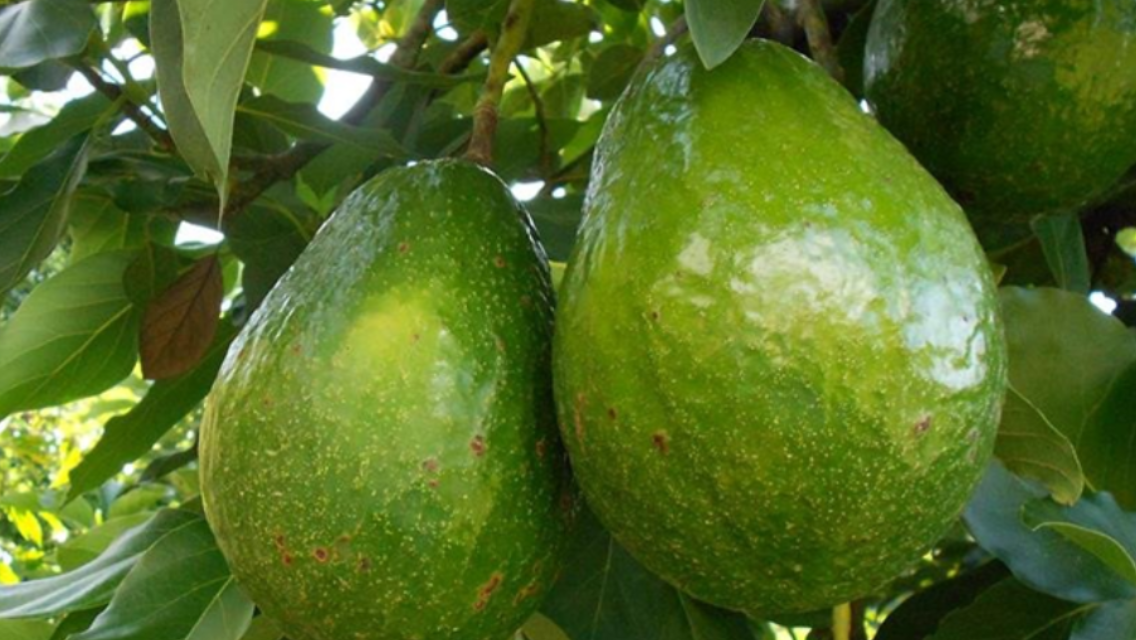 Aguacate