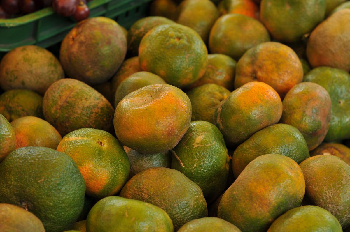 Mandarina Oneco