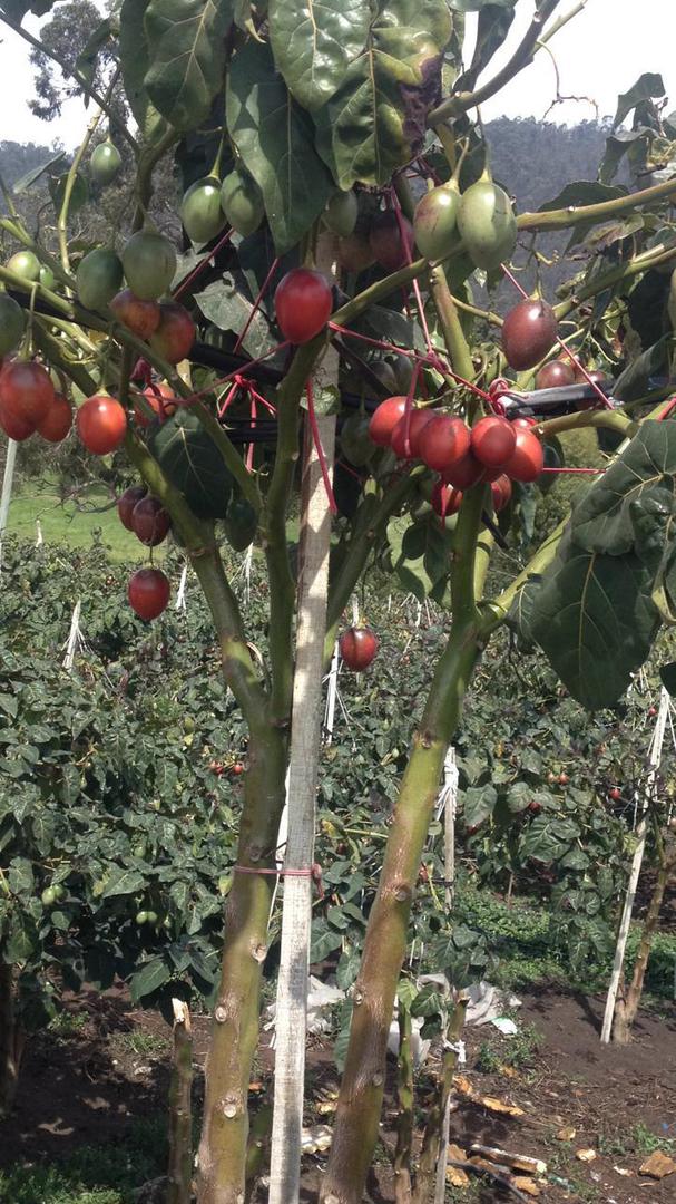 Tomate De Arbol