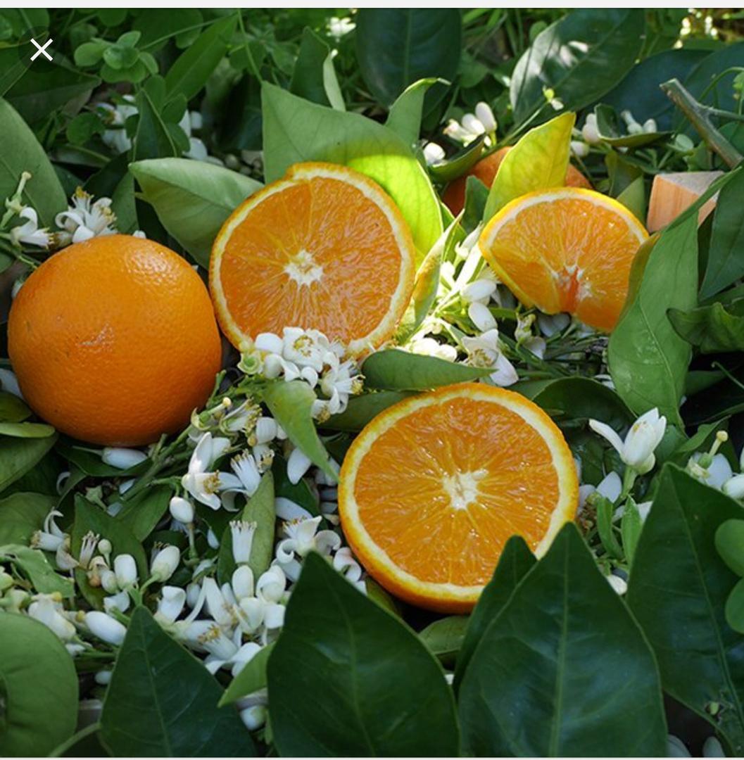 Naranja Valencia