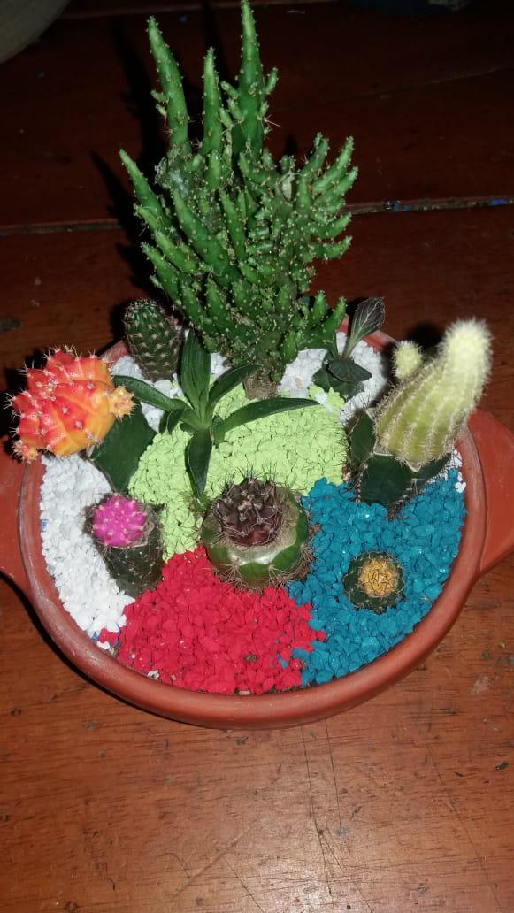 Terrario Decorativo De Cactus Y Suculentas