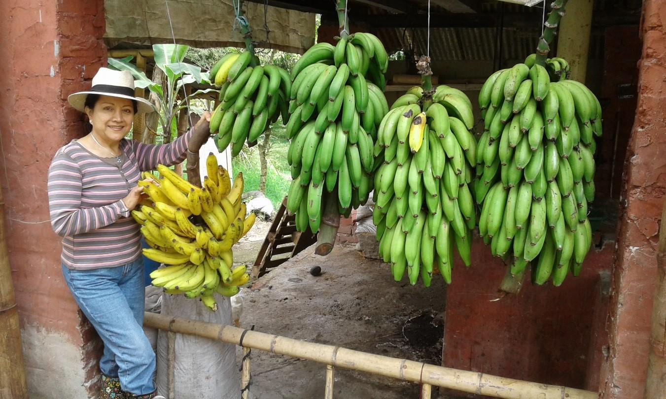 Banano Criollo De Primera Calidad En Presentacion Por Kilo