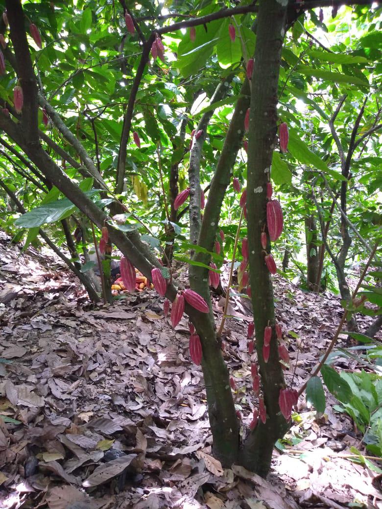 Cacao Seco Tipo Premium