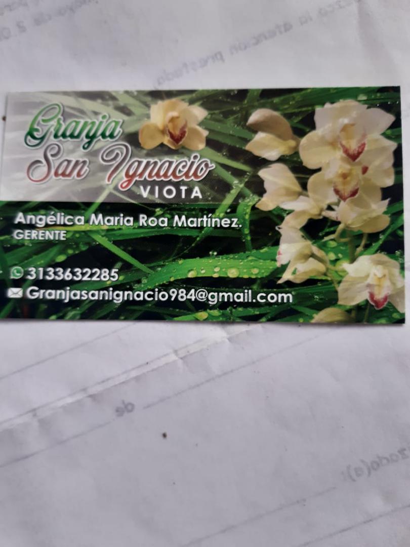 Orquidea Cymbidium Color Champana En Presentacion Por Puntos O Flores