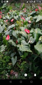 Anturio Color Rojo De Excelente Calidad En Presentacion Por Docena