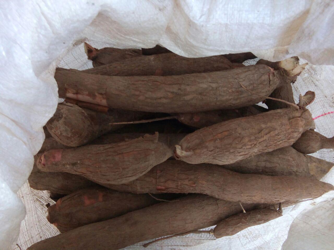Yuca
