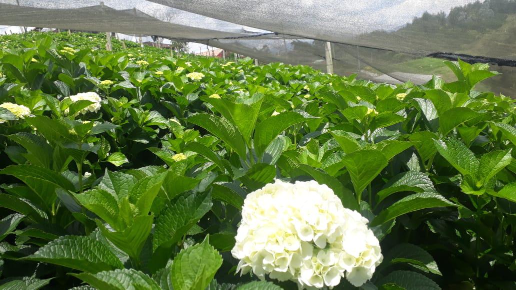 Hortensia Tipo Exportacion