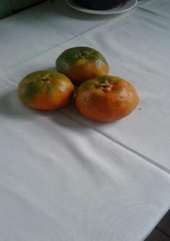 Mandarina Dulce Y Jugosa Variedad Arrayana Presentacion Por Canastilla De 22 Kilos