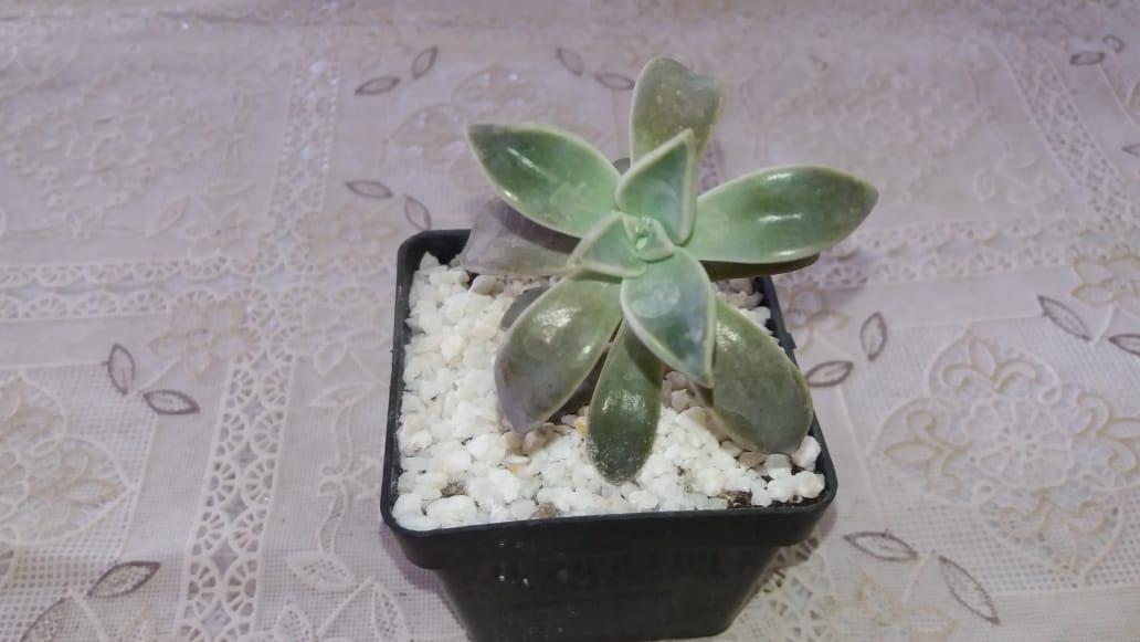 Plantas Ornamentales Variedad Suculentas