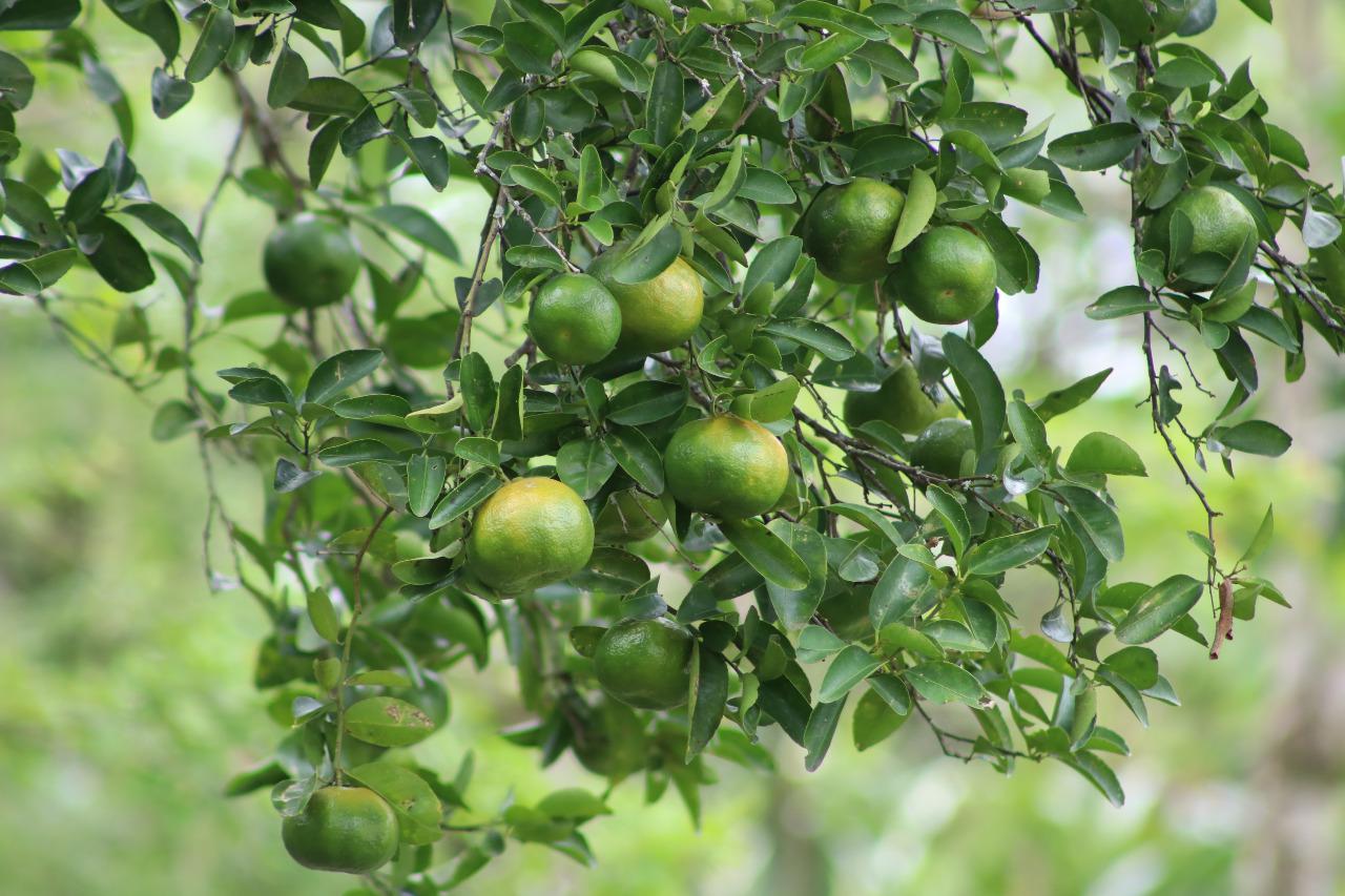 Mandarina Dulce Y Jugosa Variedad Arrayana En Presentacion De Canastilla 22 Kg O Kg