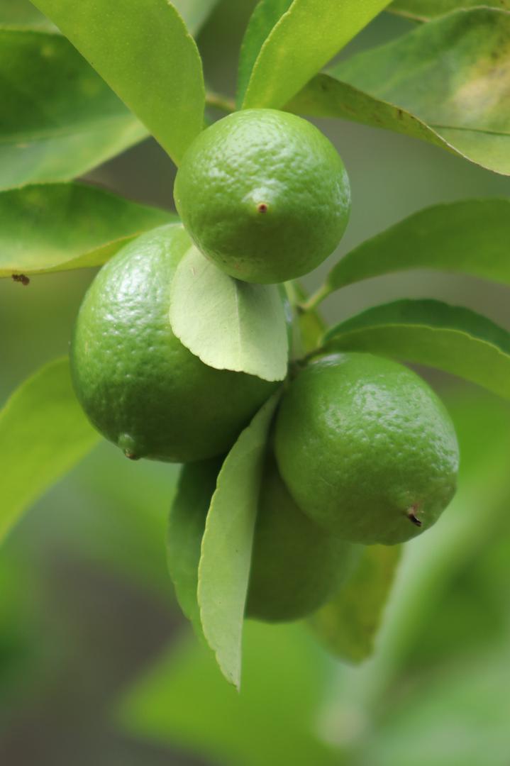Limon Super Jugoso Variedad Tahiti En Presentacion De Canastilla 22 Kg O Kilo